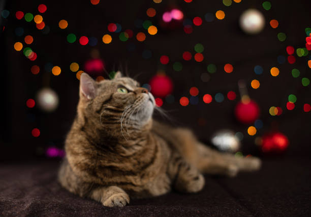 istock The striped cat lies on a dark background with multi-colored glowing garlands. 1353680264