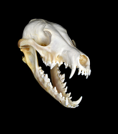 Portrait of a Coyote Skull against a black background.