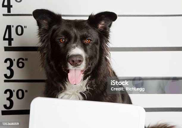 Mugshot Z Pies - zdjęcia stockowe i więcej obrazów Transparent - Transparent, Więzienie, Areszt