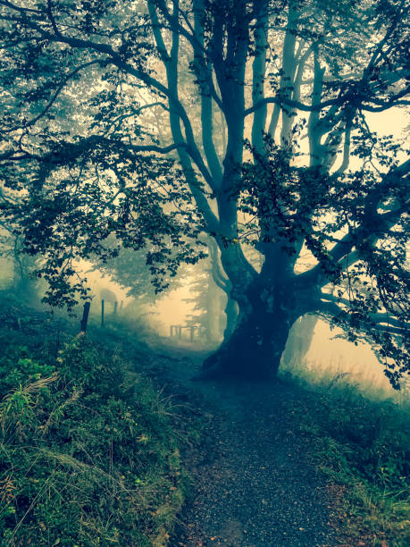 istock Path through the Black Forest in Germany with fog. 1353681005