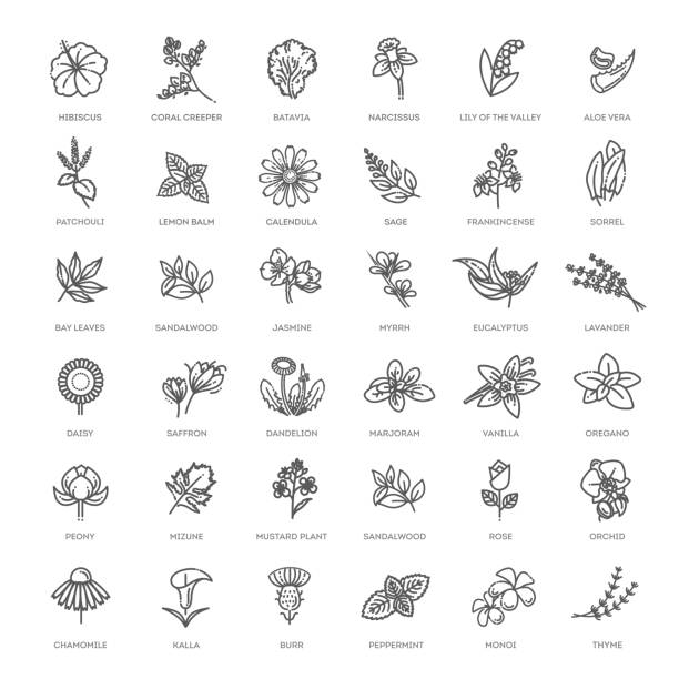 набор цветов и трав икона в плоском дизайне. векторная коллекция - oregano stock illustrations