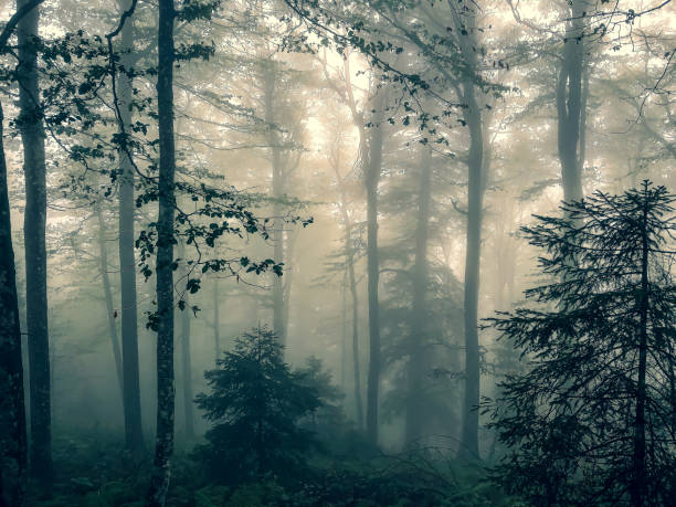 istock The Black Forest in Germany with fog. 1353682175