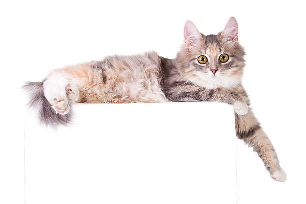 istock Beautiful young colorful kitten 135368221