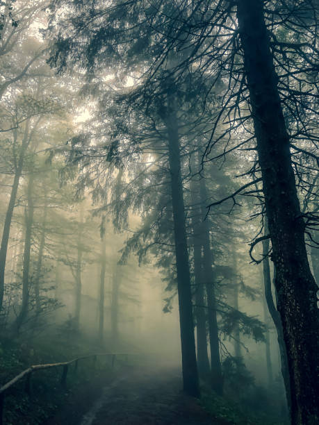 istock Black Forest with fog in Germany. 1353682532