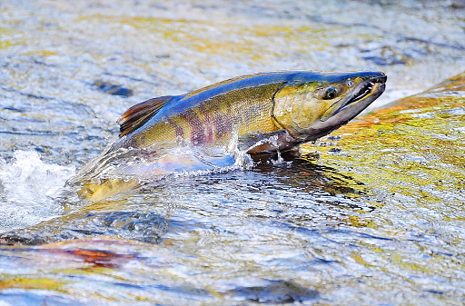 A chum salmon jumping upstream to spawn in Chico Creek in Bremerton, Washington.