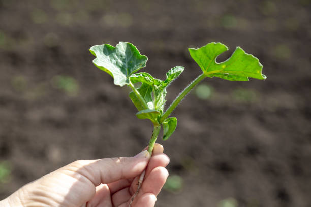 istock hand holds a young watermelon seedling grow 1353683071