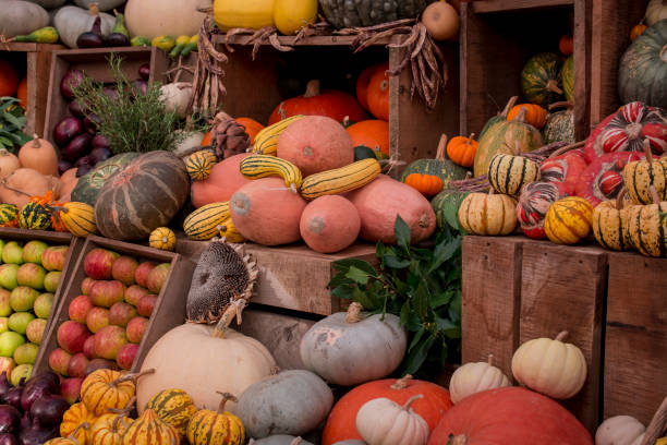 istock arrangement of several multicolored squashes display 1353683261