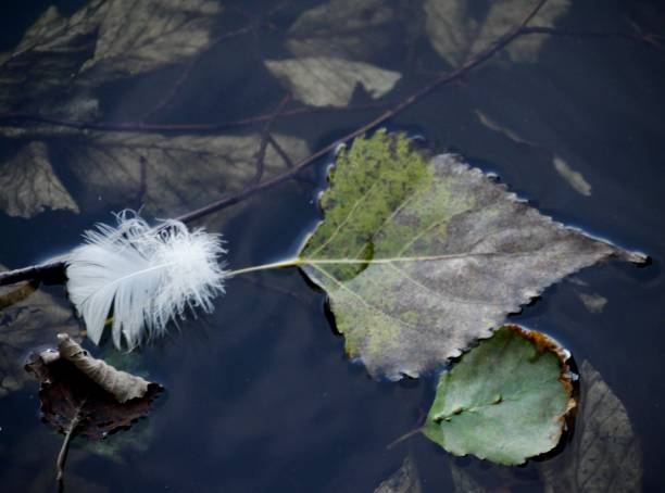 istock Bird feather next to autumn leaves 1353684135