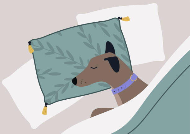 베개에서 자고 담요로 덮인 재미있는 버릇없는 강아지의 초상화 - pampered pets stock illustrations