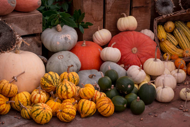 istock arrangement of several multicolored squashes display 1353684469