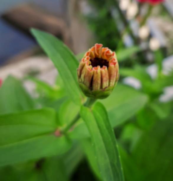 istock de focused background of beautiful little flower 1353686598