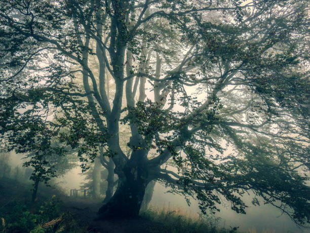 霧が出るドイツの黒い森の木々。 - black forest forest sky blue ストックフォトと画像
