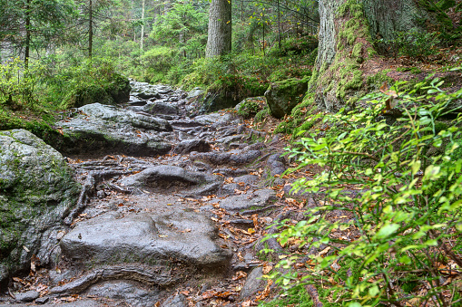 Stony and slippery paths lead the hiker through the wild and picturesque Rissloch Gorge, which offers a habitat for many animal and mushroom species.