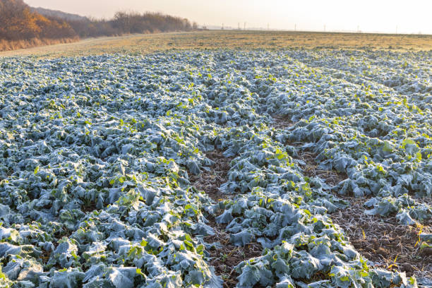 istock Frost field of green autumn winter rape plants 1353687917