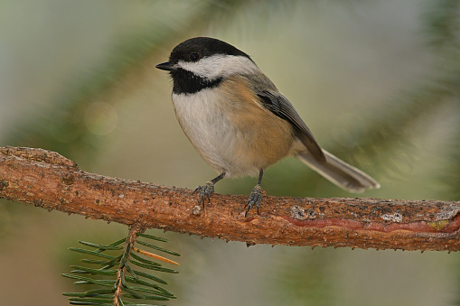 Black-capped chickadee close-up, with bokeh background