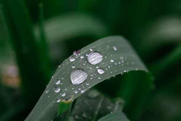istock rainy season, water drops on leaf, purity nature background, macro shot 1353688177