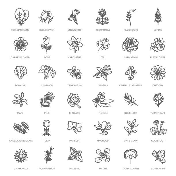 ilustraciones, imágenes clip art, dibujos animados e iconos de stock de conjunto de flores y hierbas icono en diseño plano. colección vectorial - florist flower gardening store