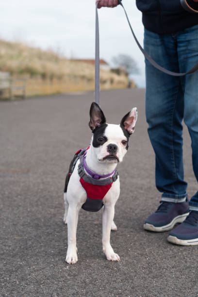 istock White faced Boston Terrier puppy wearing a harness on a lead. She is standing and being held by a man wearing jeans. They are outside on an asphalt promenade 1353688954