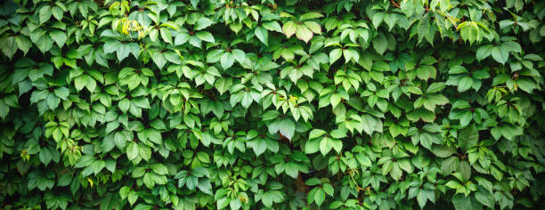 istock Natural abstract modern green background 1353691493