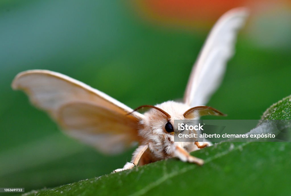 a silkworm butterfly a silkworm butterfly on a green leaf Moth Stock Photo