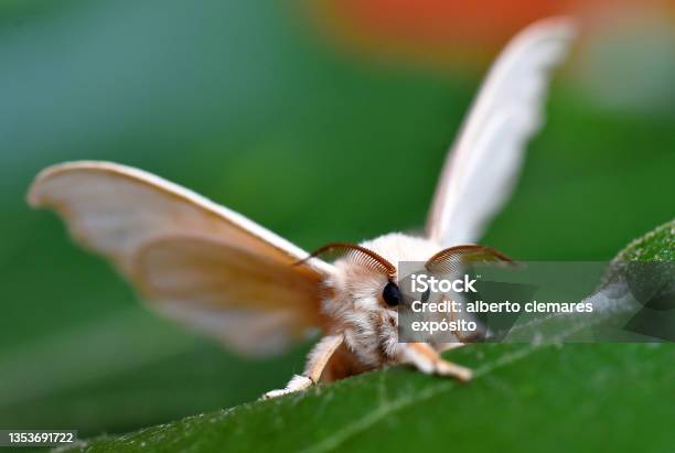 A Silkworm Butterfly Stock Photo - Download Image Now - Moth, Silk Moth, Silkworm