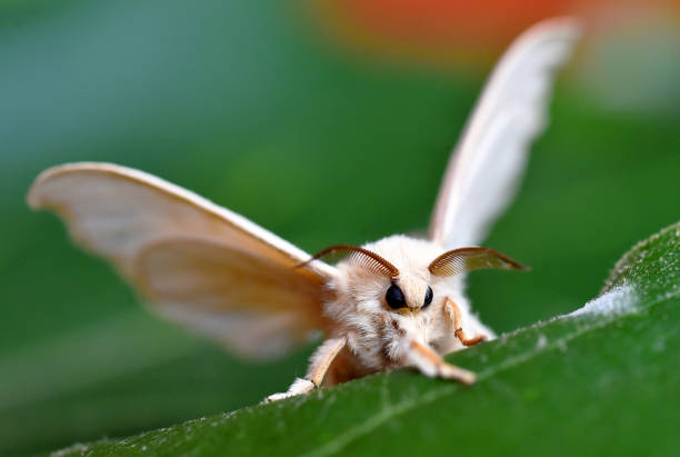 uma borboleta bicho-da-seda - moth - fotografias e filmes do acervo