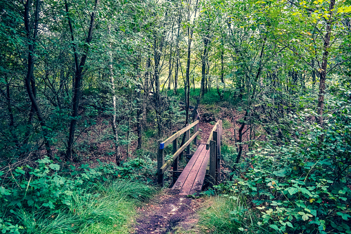 A bridge over a small river in the forest.