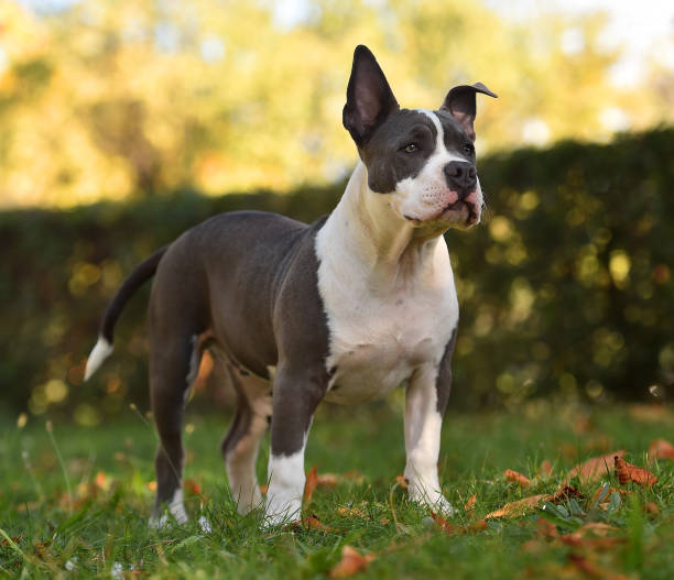 istock A puppy american bully dog 1353693120