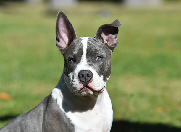 istock A puppy american bully dog 1353693125