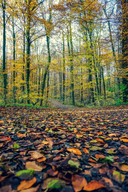 Lots of foliage on a path in the forest in autumn.