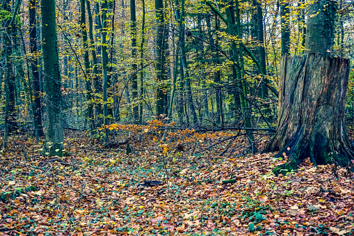 A forest in autumn in Germany.