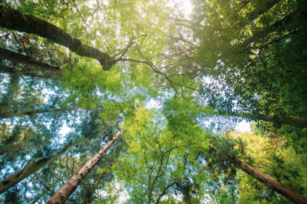 istock Looking up at the forest 1353693332