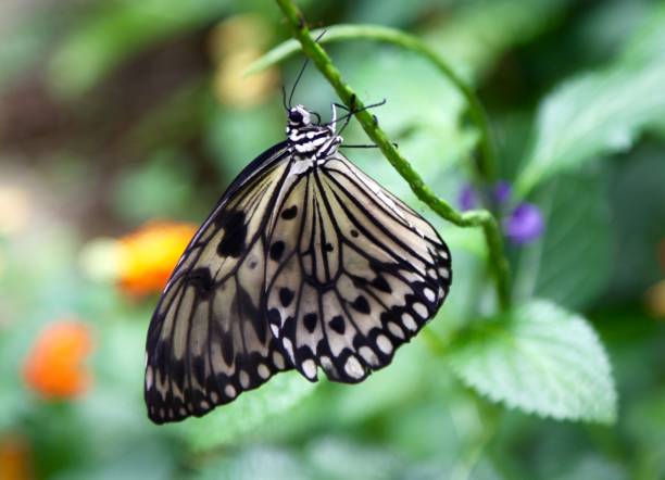 istock Colorful Butterfly 1353694005