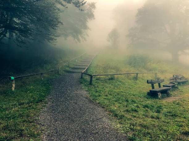 istock A path through the Black Forest in the fog. 1353694330