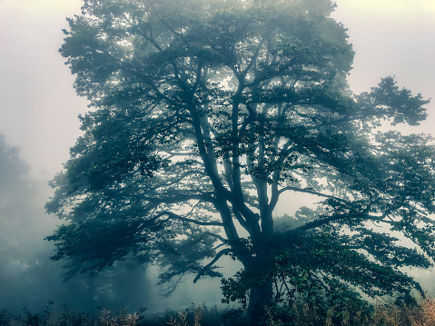 A large tree in the Black Forest in fog.
