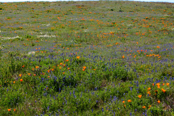 istock Wildflowers field 1353695097