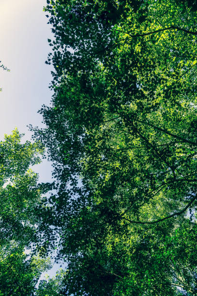 istock Beautiful treetops in Germany in summer. 1353696173