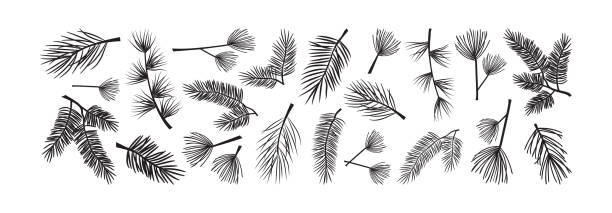 ilustrações, clipart, desenhos animados e ícones de árvore de natal e pinheiro, conjunto de vetores de ramo de abeto. planta evergreen. ilustração da natureza de inverno - pine tree evergreen tree backgrounds needle