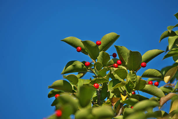 Ilex pedunculosaSoyogo