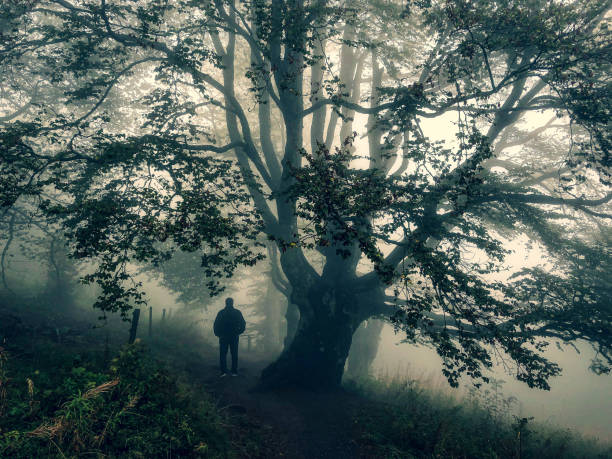 istock I walk under a big tree in the strong fog. 1353698848