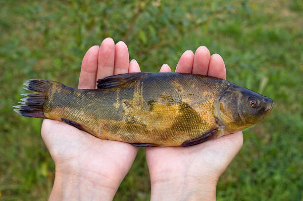 Large freshwater tench Large freshwater tench  in hands golden tench stock pictures, royalty-free photos & images