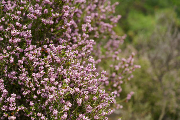 Winter Heath or Spring Heath, Erica carnea brings Winter Heath or Spring Heath, Erica carnea brings a haze of color to the late winter and early spring landscape. High quality photo erica flower stock pictures, royalty-free photos & images