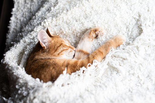 The red cat sleeps and smiles on a white fluffy blanket. Happy pet cat.
