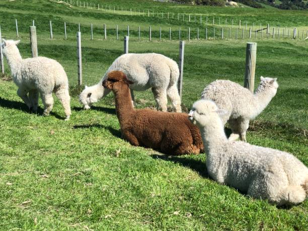 istock Alpaca in the grassland 1353702589