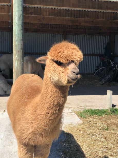 istock Alpaca in the grassland 1353702692