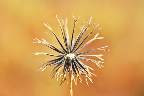 Bidens pilosa var. pilosaCosendangsa
