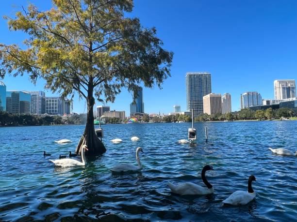 istock Swans and Ducks at Lake Eola 1353705863