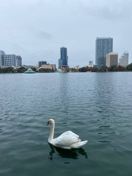 istock Lone Swan at Lake Eola 1353705911