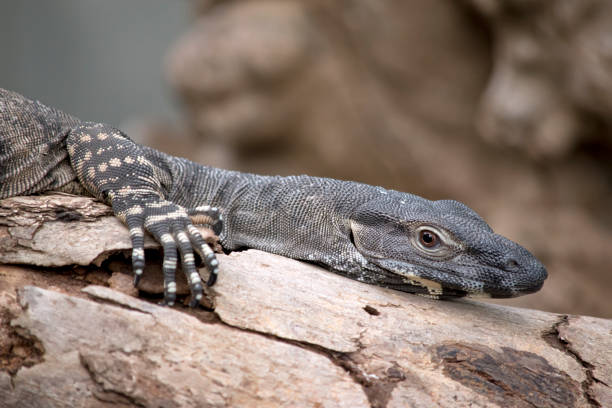 istock this is a side view of a lace lizard 1353708817