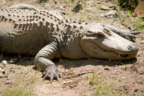 istock the alligator is resting on the river bank 1353709419